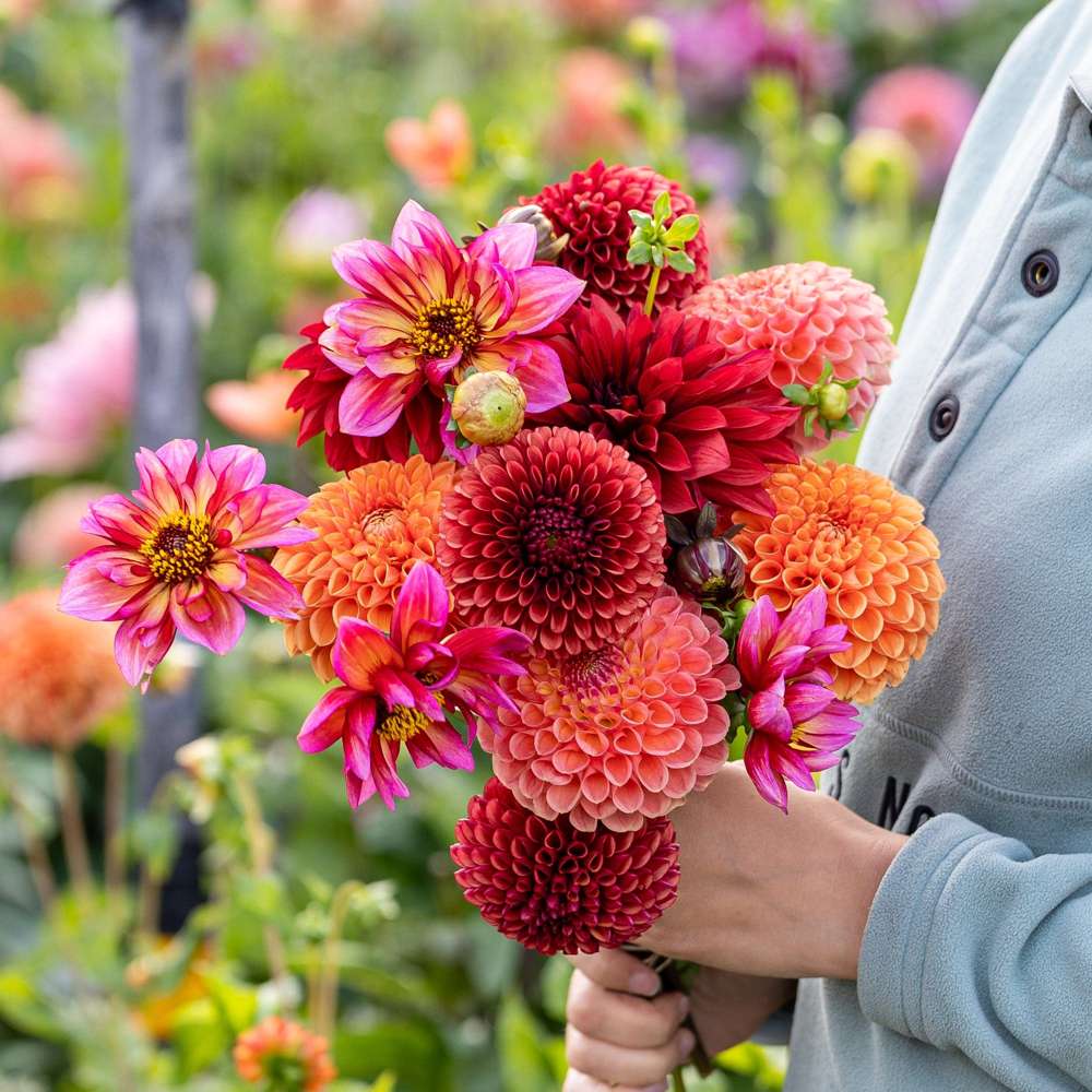 Dahliamix 'Copper Cuddle'